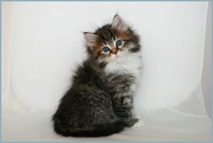 Male Siberian Kitten from Deedlebug Siberians